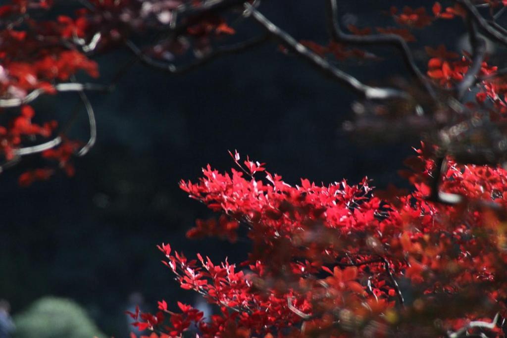 TORA HOTEL Tokyo-Rikugienn 寅ホテル 六義園 C Eksteriør billede